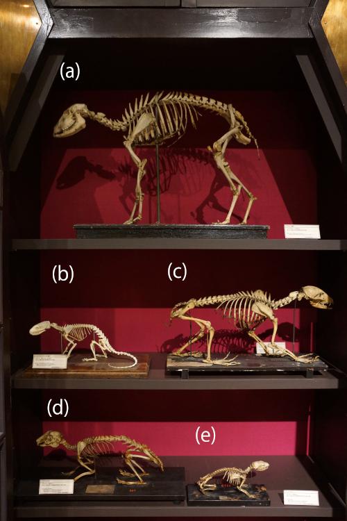 キョン 頭骨＋背骨 極美品 骨格標本