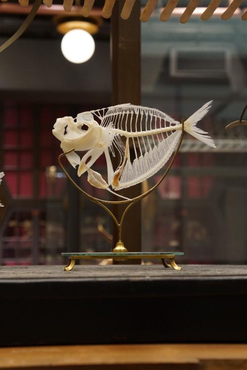 ギンザメ 骨格標本 ギンザメ 骨格標本