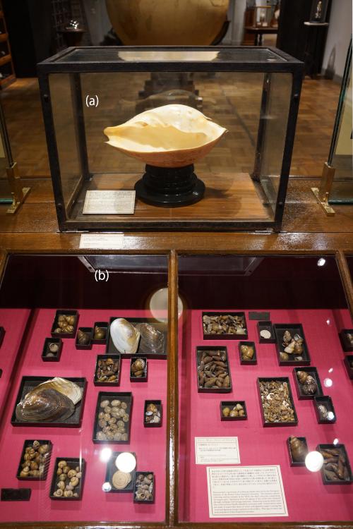 激レア巨大オーストラリア産イナズマツノヤシ